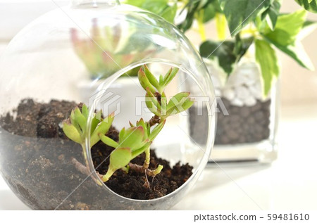 Terrarium, succulents, interior Terrarium, succulents, interior 59481610