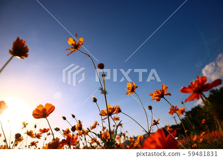 台北,關渡,花海,菊,花 台北,關渡,花海,菊,花 59481831