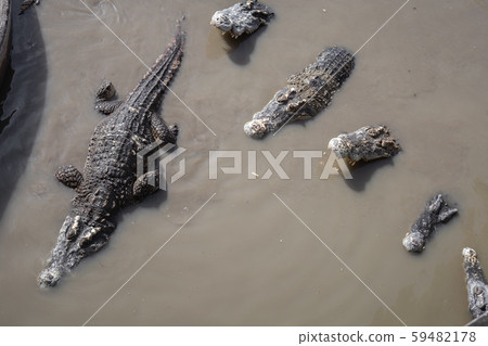 Crocodile in the swamp. 59482178
