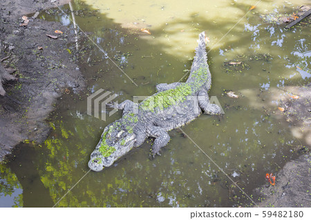 Crocodile in the swamp. Crocodile in the swamp. 59482180