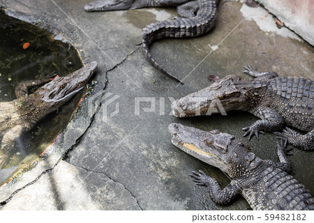 Crocodile in farm. 59482182