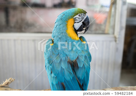 Macaw parrots that are staring. 59482184