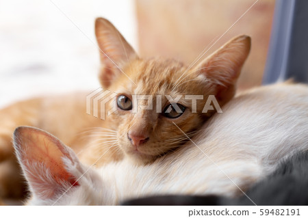 Kittens that are sucking milk. 59482191
