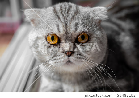 So cute of scottish fold cat. So cute of scottish fold cat. 59482192