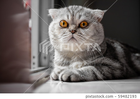 So cute of scottish fold cat. So cute of scottish fold cat. 59482193