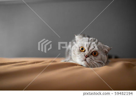 So cute of scottish fold cat. So cute of scottish fold cat. 59482194