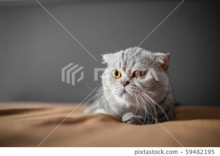 So cute of scottish fold cat. 59482195