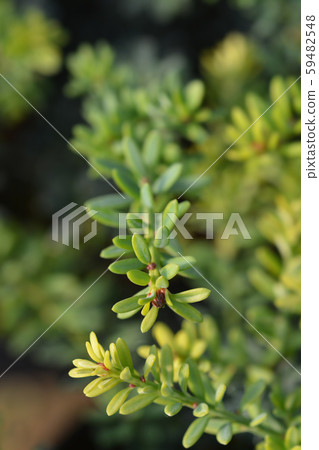 Tasmanian podocarp Blue Gem Tasmanian podocarp Blue Gem 59482548