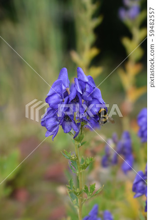 Variegated monkshood 59482557