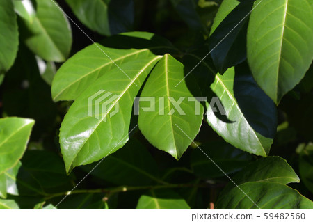 Laurel cherry 59482560