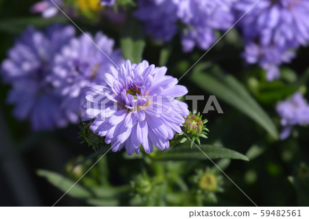 Michelmas daisy Starletta 59482561