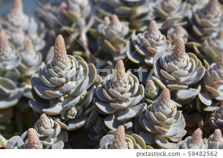 Orostachys Chinese Hat 59482562