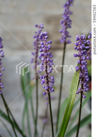 Big blue lilyturf Big blue lilyturf 59482565