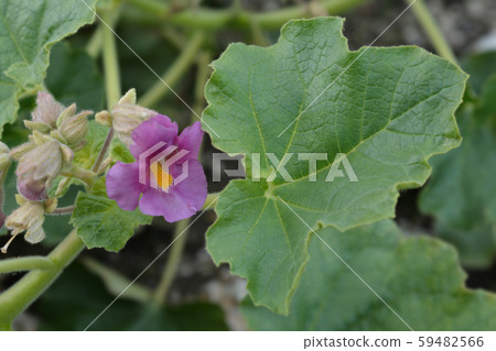 Common devils claw Common devils claw 59482566