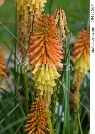 Red Hot Poker Papaya Popsicle Red Hot Poker Papaya Popsicle 59482567