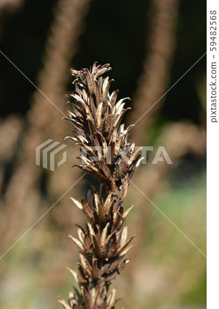 Common evening-primrose Common evening-primrose 59482568