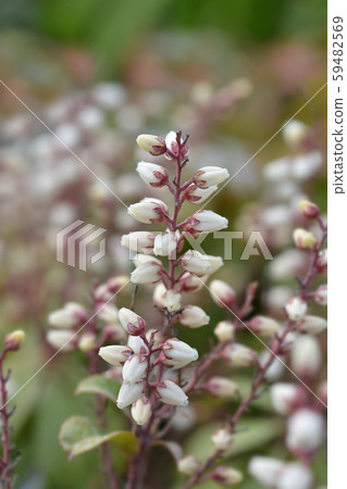 Japanese pieris Bonfire Japanese pieris Bonfire 59482569