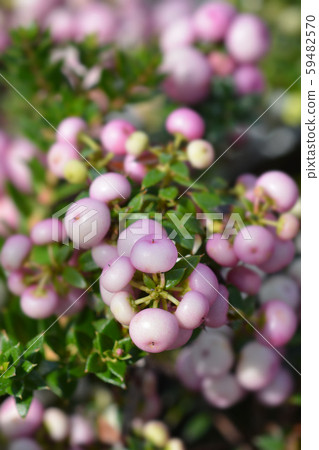 Prickly heath 59482570