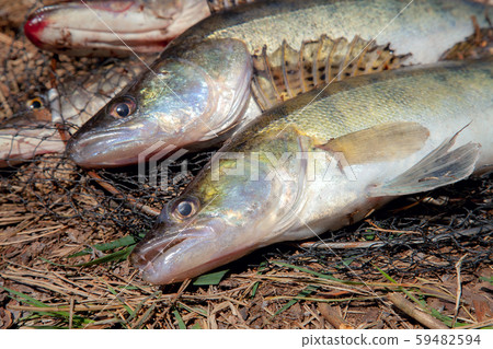 Freshwater zander and pike fish. Two freshwater Freshwater zander and pike fish. Two freshwater 59482594