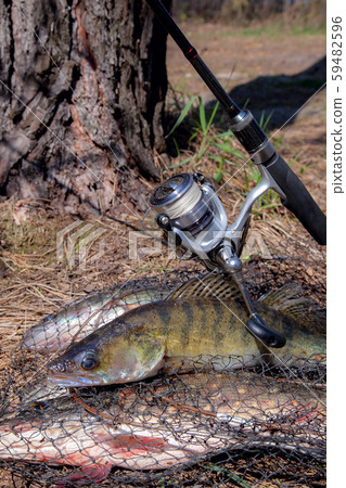 Freshwater zander fish. Freshwater zander fish and 59482596