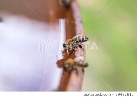 Close up of bee drink water on the brown vintage 59482613