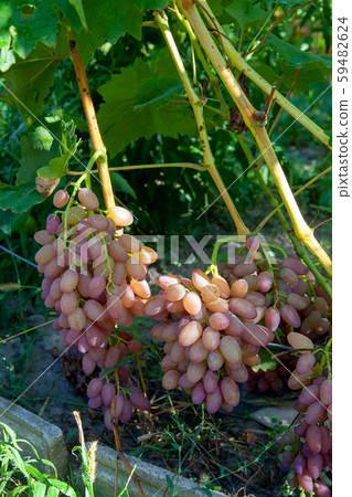 Bunch of pink grapes with big berries in the 59482624