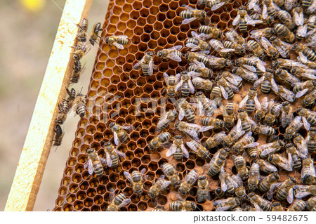 Working bees in a hive on honeycomb. Bees inside Working bees in a hive on honeycomb. Bees inside 59482675