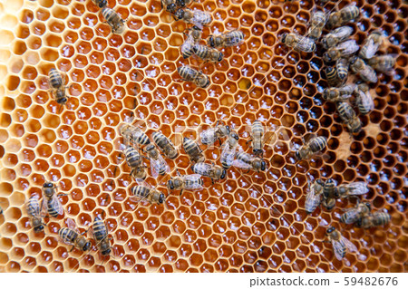 Close up view of working bees on honeycomb with Close up view of working bees on honeycomb with 59482676