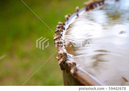 Bees drinking water in hot summer day.. Bees drinking water in hot summer day.. 59482678