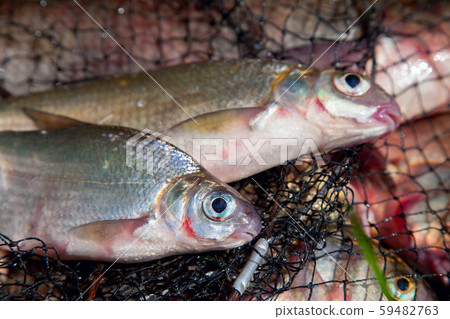 Two freshwater white bream or silver bream on 59482763