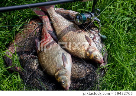 Two big freshwater common bream fish and fishing 59482765