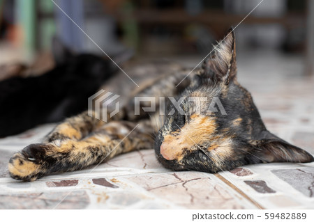 Thai cat on the floor. 59482889