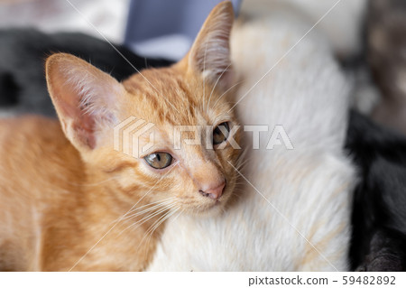 Kittens that are sucking milk. Kittens that are sucking milk. 59482892