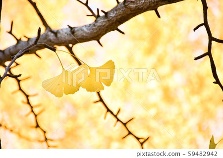 Leaves of ginkgo biloba Leaves of ginkgo biloba 59482942