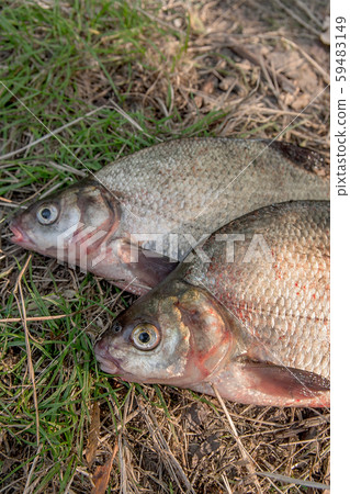 Several common bream fish on green grass. Catching Several common bream fish on green grass. Catching 59483149