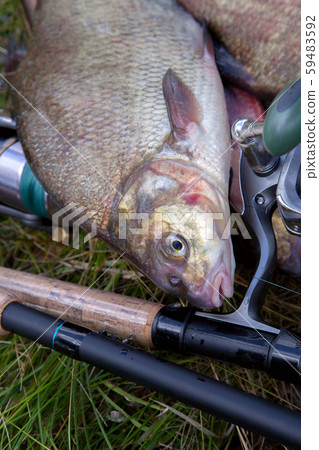 Close up view of big freshwater common bream fish 59483592