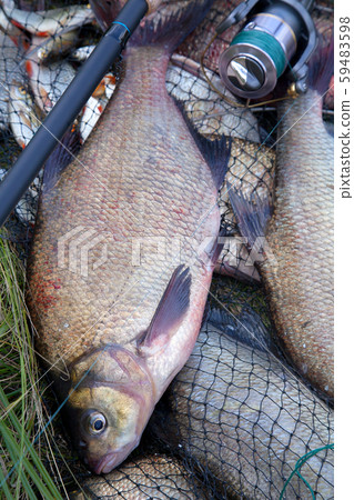 Successful fishing -  two freshwater bream fish 59483598