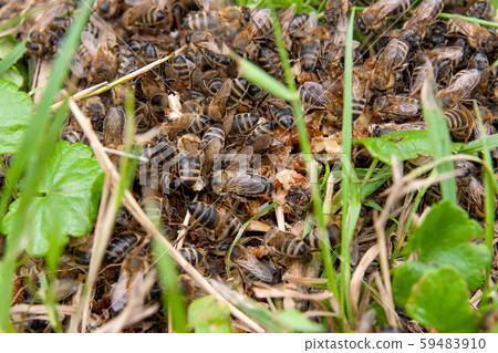 Bees and wasp swarming on honey drops in green Bees and wasp swarming on honey drops in green 59483910