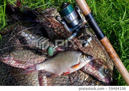 Single freshwater white bream or silver bream on 59484106