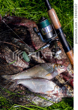 Two freshwater white bream or silver bream on 59484107