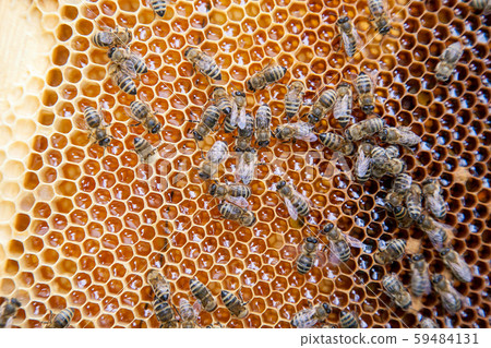 Close up view of working bees on honeycomb with Close up view of working bees on honeycomb with 59484131