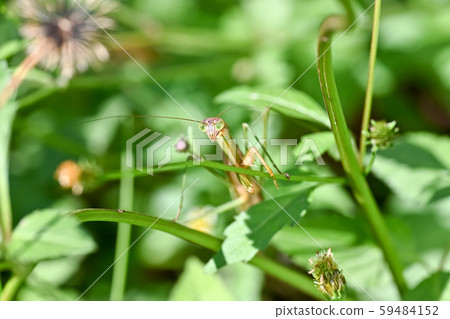 Mantis 59484152