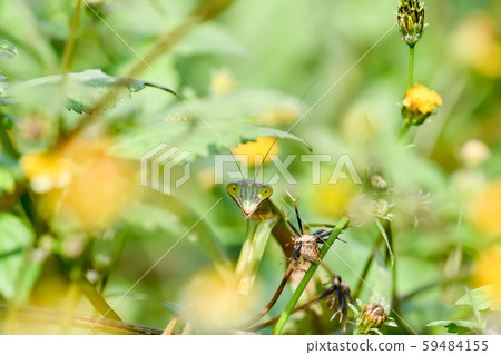 Mantis 59484155