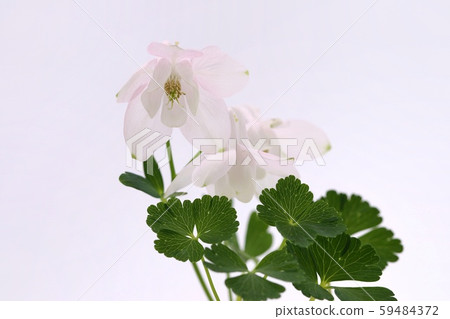 Light pink Miyama Odamaki Yamano grass Light pink Miyama Odamaki Yamano grass 59484372