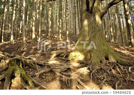 布科山表參道森林 布科山表參道森林 59484828