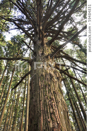 Forest of Omotesando of Mt. Buko Forest of Omotesando of Mt. Buko 59484831