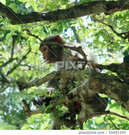 monkey monkey 59485345