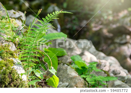 Common polypody fern Polypodium vulgare Common polypody fern Polypodium vulgare 59485772