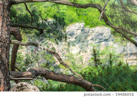 Pine on a green mountain slope. Pine on a green mountain slope. 59486058