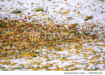 First snow on the green grass and fallen leaves 59486326